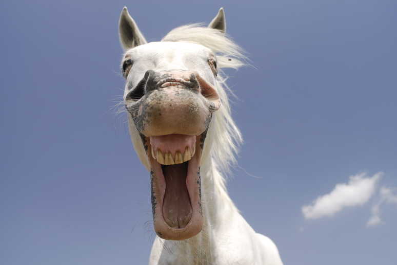horse with buck teeth