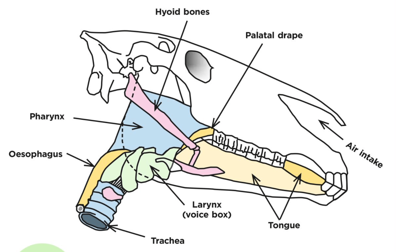 What You Need To Know About Bridle Fit And Horse Head Anatomy *video 