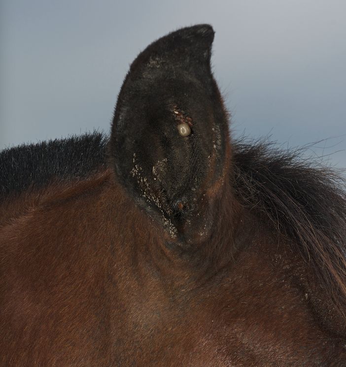 Pictured is a close up of a horse's ear with a tick attached