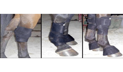 Pictured are the FMBS Magnetic Therapy Universal leg wraps, shown being used on a horse's hock, knee and fetlock