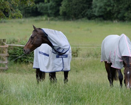 Pictured are two horses grazing in a field, both wearing fly rugs, which are a must for horses to help prevent flies biting