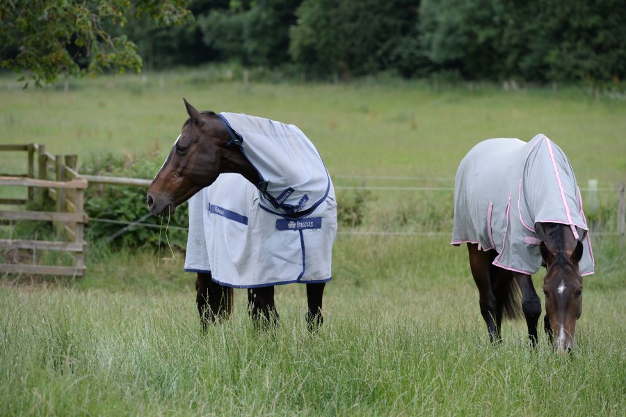 Pictured are two horses grazing in a field, both wearing fly rugs, which are a must for horses to help prevent flies biting