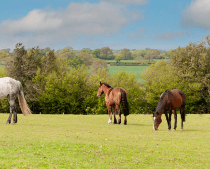 Pictured are three horses grazing in a field. From left to right: a grey and then two bays