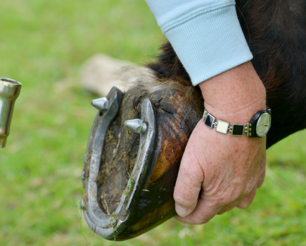 Pictured is a close up of a horse's shoe with two conical studs in it