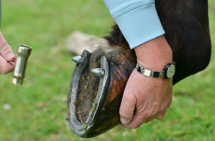 Pictured is a close up of a horse's shoe with two conical studs in it