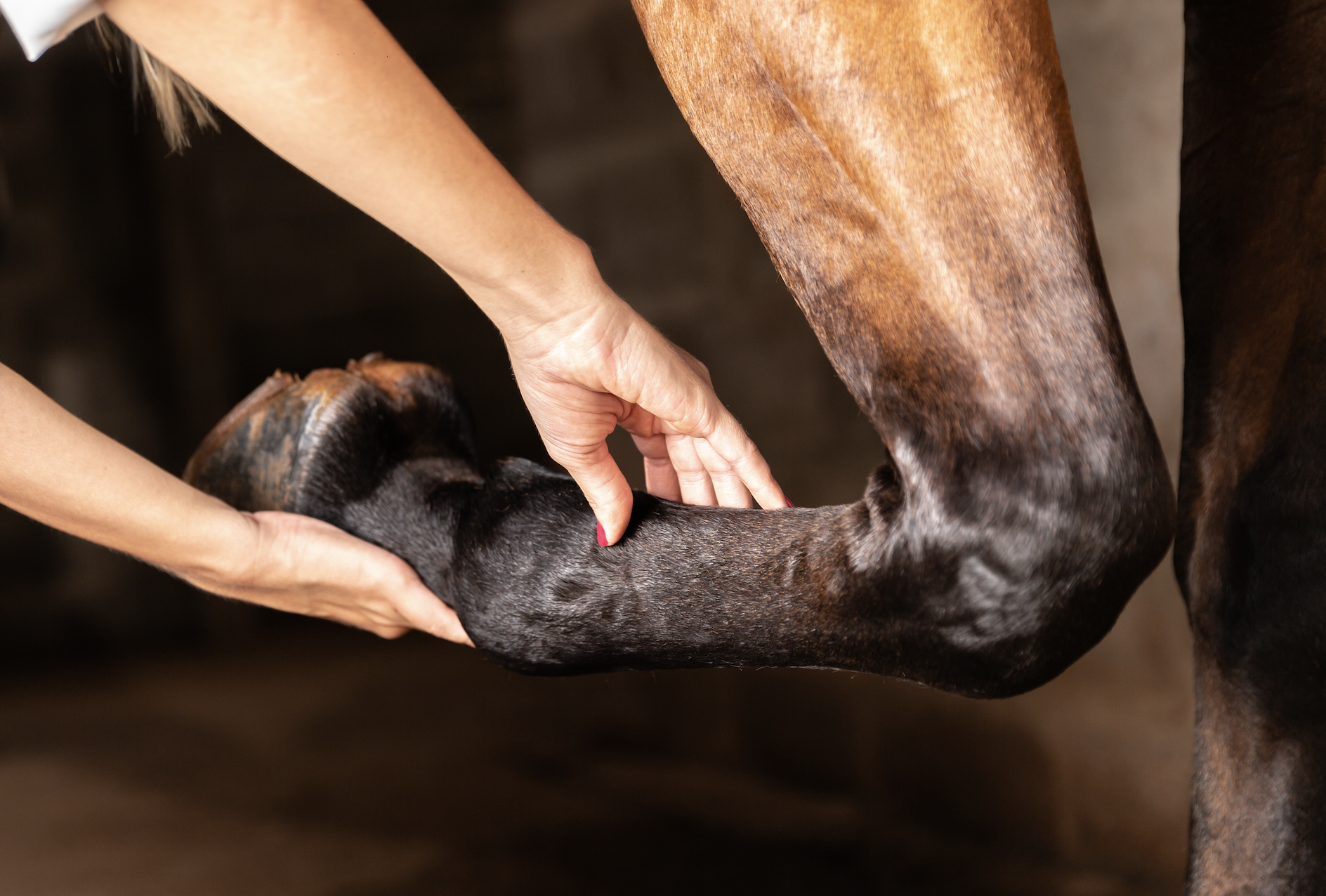 how-to-assess-a-horse-s-swollen-leg-plus-nine-of-the-most-common