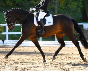 Pictured is a horse trotting in a dressage test. It is important when rising that the rider is on the correct diagonal