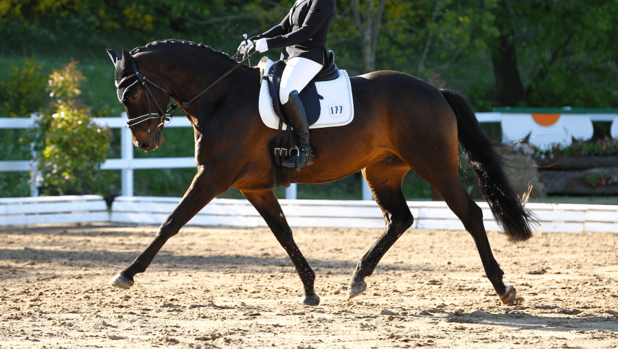 Pictured is a horse trotting in a dressage test. It is important when rising that the rider is on the correct diagonal