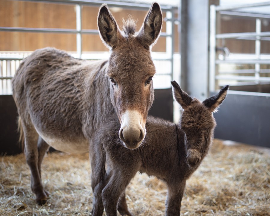 900px x 720px - Adorable Mediterranean miniature donkey foal seeks name - Your Horse