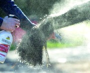 Pictured is a mane and tail detangler being sprayed on to a black horse tail