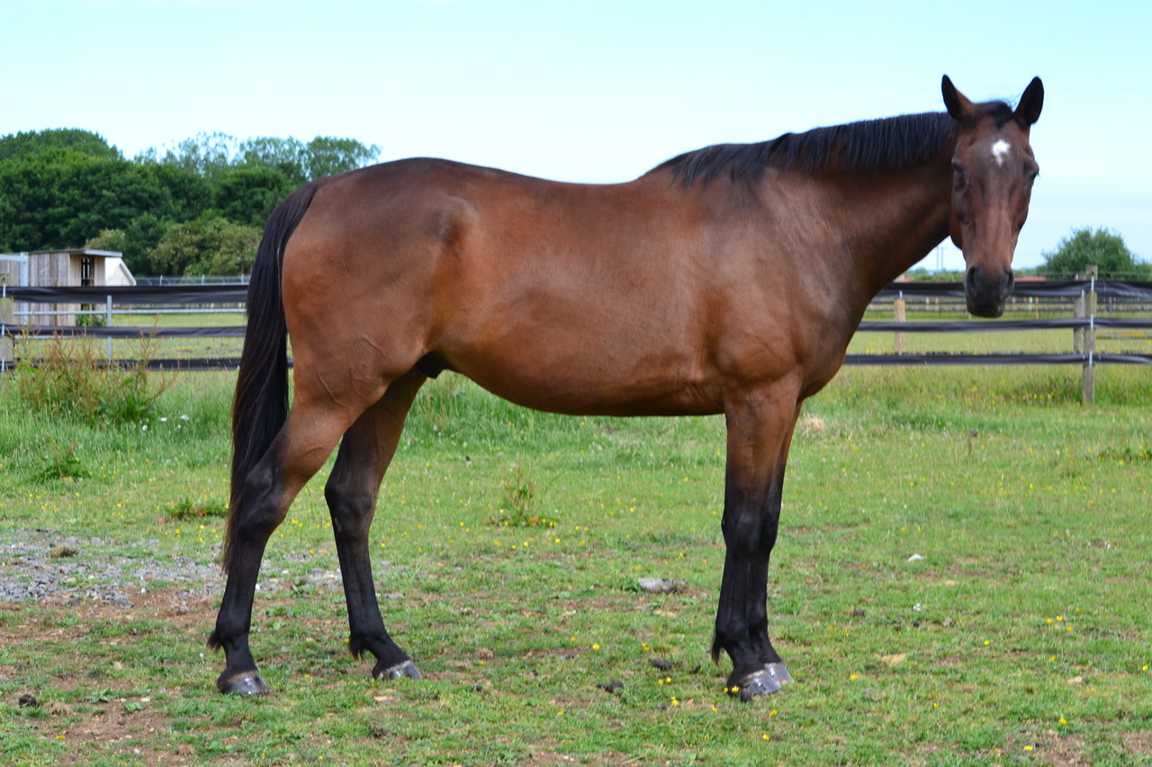 Loving retirement home found for horse found without food or water ...