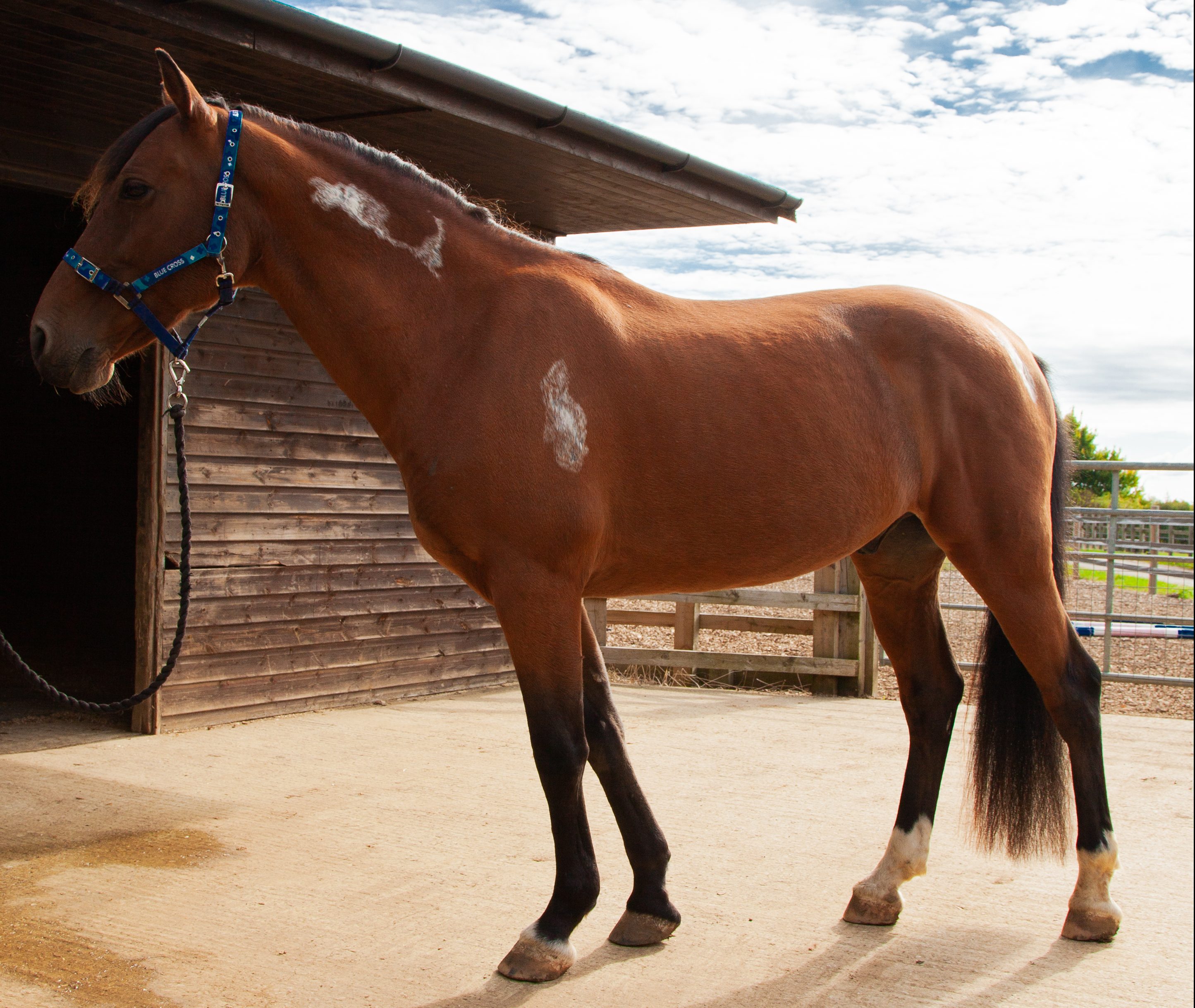 Once Neglected Pony Finds Forever Home, 300 Days After Rescue - Your Horse