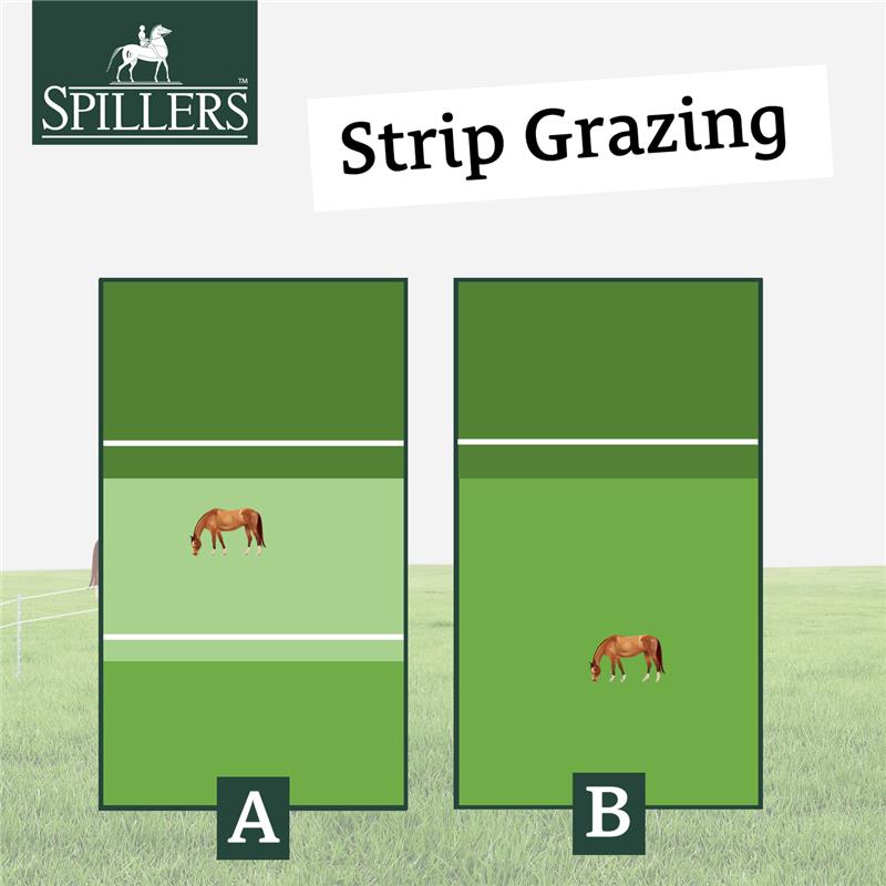 How strip grazing works - Your Horse