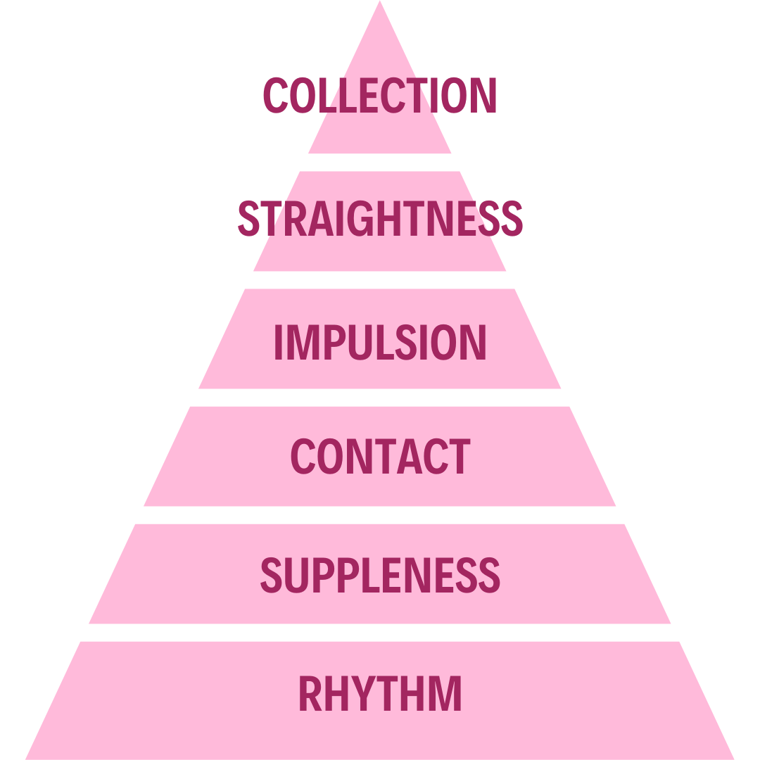 What are the Scales of Training in dressage? - Your Horse