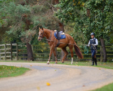 Pictured is a chestnut horse long reining out hacking with a male rider walking behind