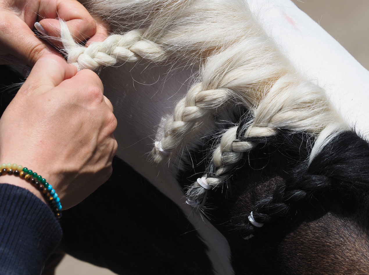 Step-by-step guide to plaiting a horse's mane *VIDEO* - Your Horse