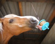 Pictured is a horse licking a granola Likit hanging from their stable ceiling