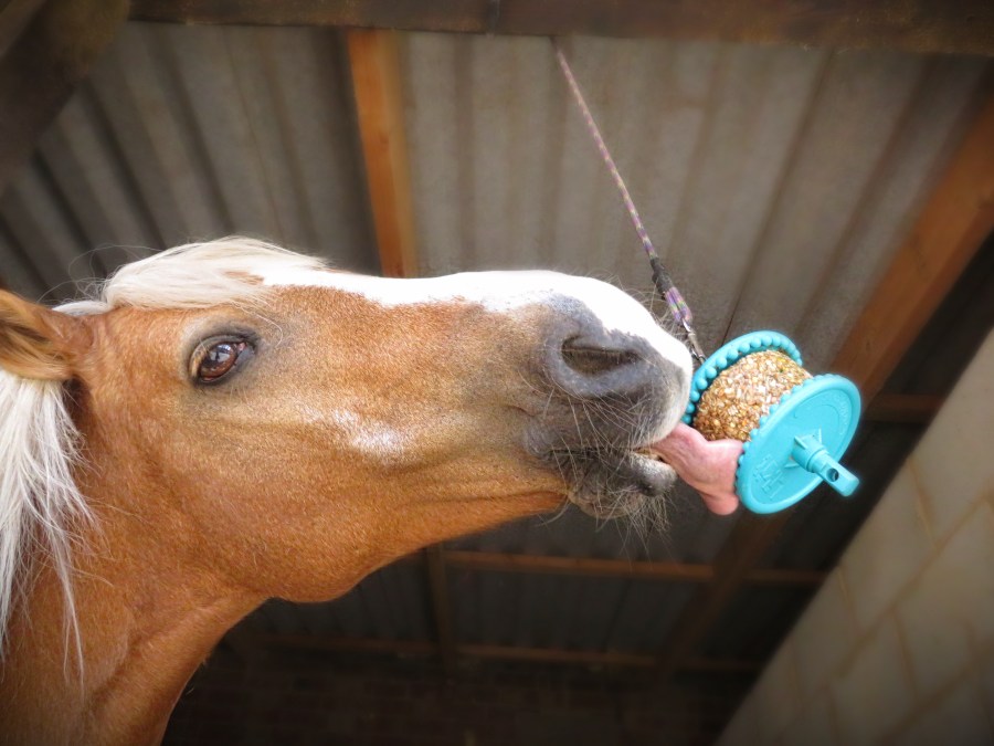 Pictured is a horse licking a granola Likit hanging from their stable ceiling