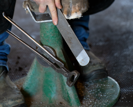 A horse's hoof is rasped by a farrier