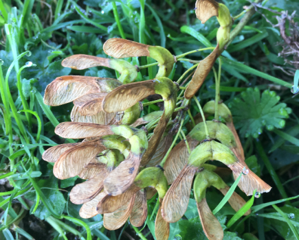 Pictured are Sycamore seedlings from a Sycamore tree, which could cause atypical myopathy if eaten by a horse