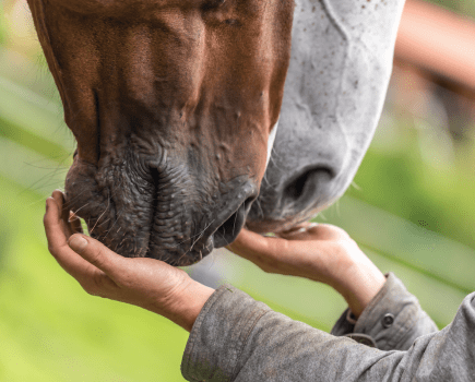 Pictured are the hands of a horse rider with a grey horse's mouth eating from one and a bay horse's hands eating from the other; understanding the golden feeding rules are vital for horse health