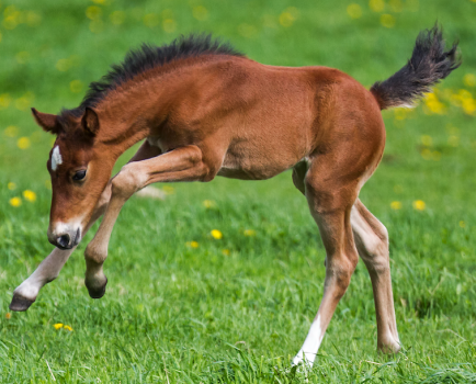 Pictured is a foal playing in the field. Newborn horse hooves are soft and finger like at first