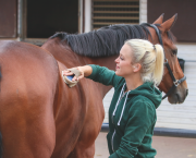 Pictured is a blonde lady grooming a bay horse with a body brush. Every horse owner should own a well stocked grooming kit