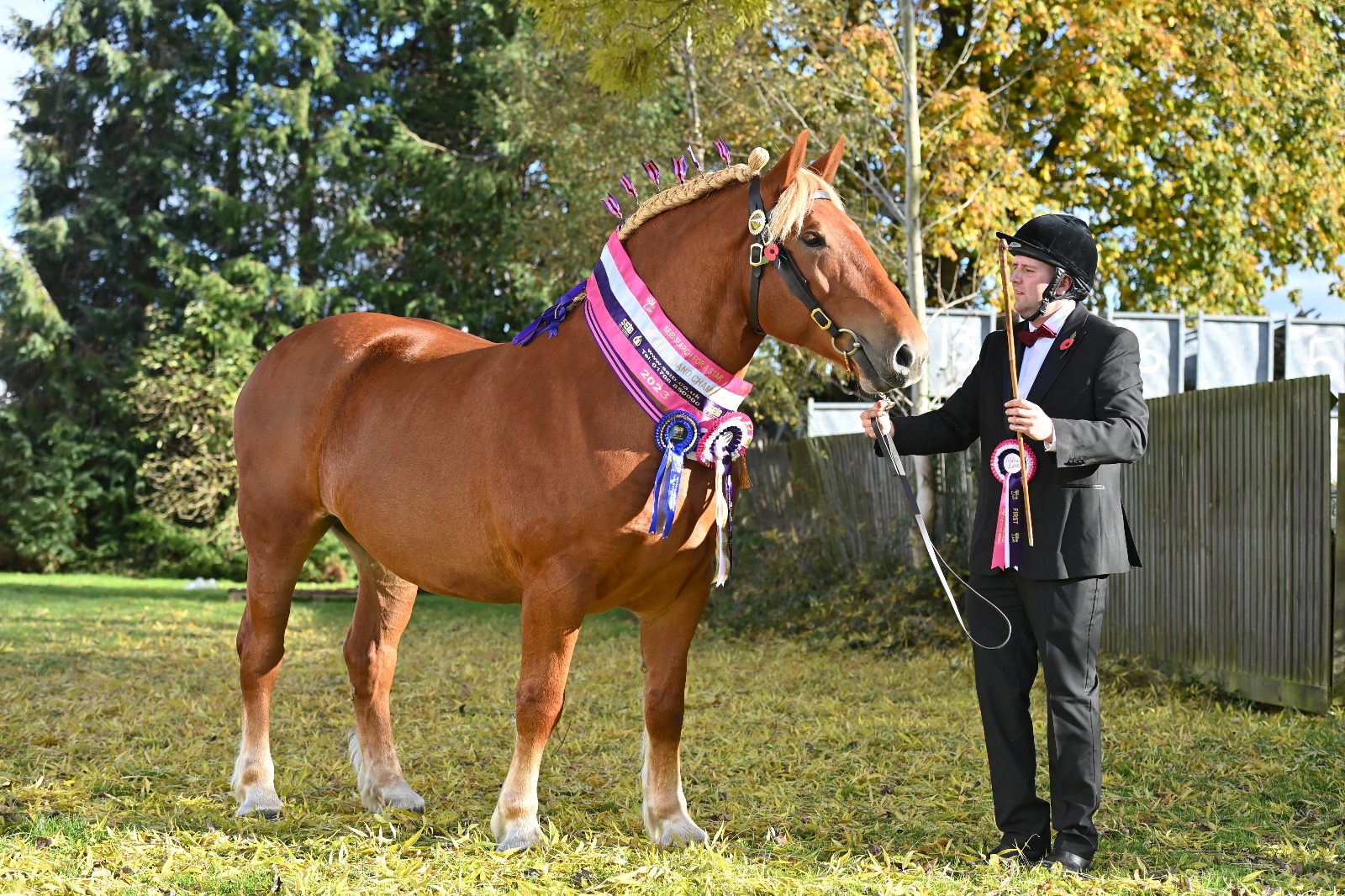 Critically endangered English breed stands supreme in the SEIB Search