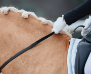 Pictured is a close up of a palomino's neck with plaited white mane in a dressage test with a good topline not poor topline