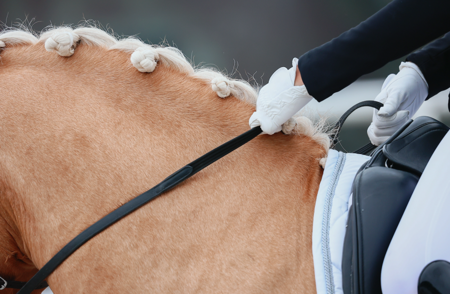 Pictured is a close up of a palomino's neck with plaited white mane in a dressage test with a good topline not poor topline