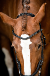 Classic Curved Contrast Leather Browband