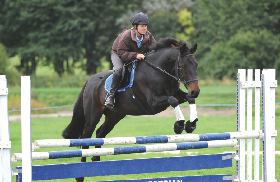 Pictured are a horse and rider clearing a white and blue showjump in a bitless bridle