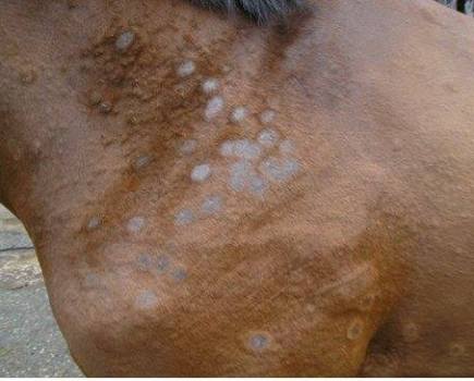 Photo of ringworm on a horse's shoulder