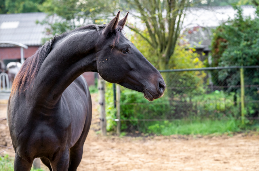 Pictured is a black horse looking at something with ears pointed forward, head up and nostrils flared as though they are unsure or scared of something
