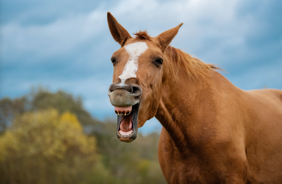 Pictured is a chestnut horse with a white blaze with their mouth wide open, as though they are coughing