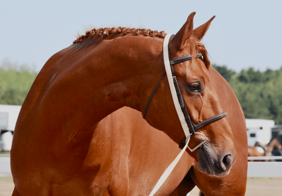 Pictured is a plaited chestnut horse ready to be lunged in a bridle with a white lunging rein through the bit and passing up over the poll to other side