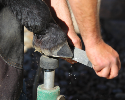 Pictured is a farrier trimming a horse hoof