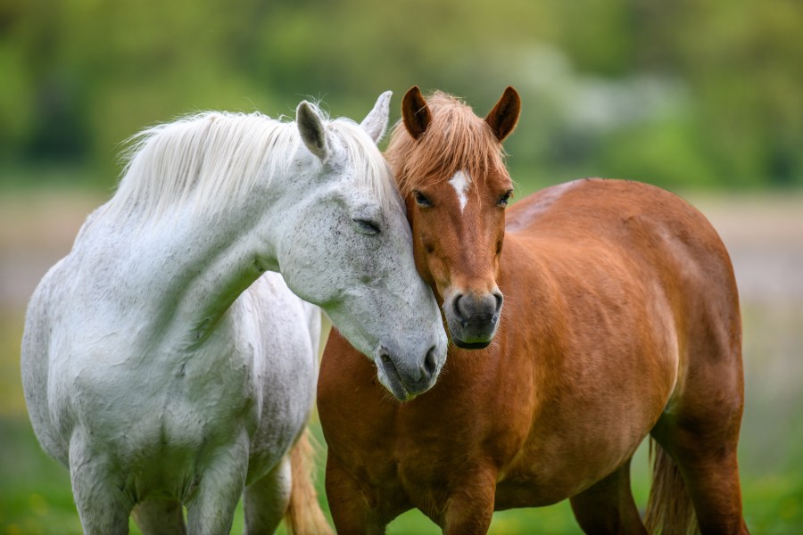 Pictured is a grey horse nuzzling a chestnut horse; this sort of body language and interaction is a good way to tell if a horse is happy