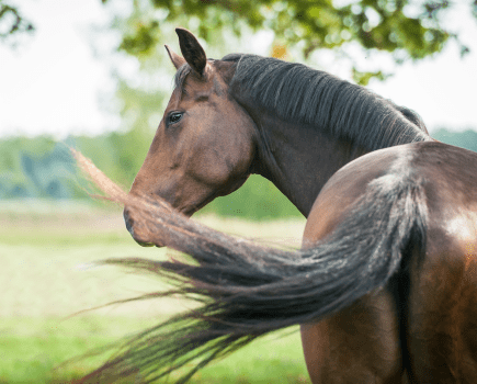 Pictured is a dark bay horse looking back towards the camera, which is behind them, as they swish their tail — tail swishing can be a sign that sheath cleaning is required