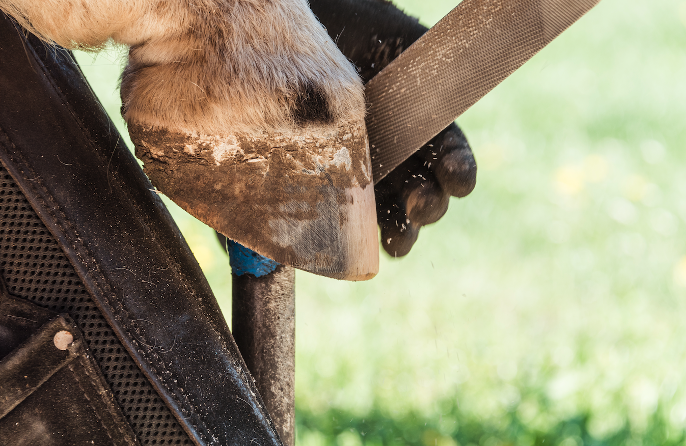 What are horse melanomas? - Your Horse