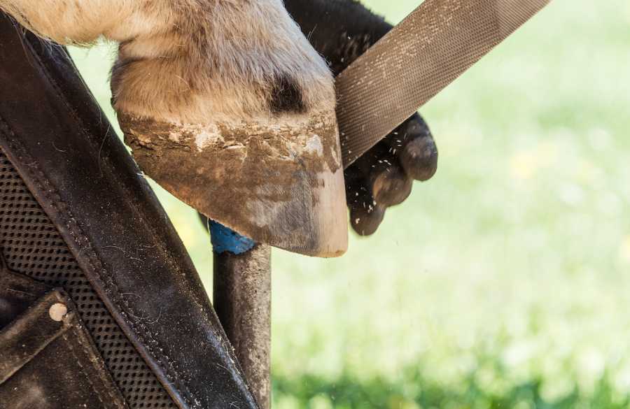 Pictured is a barefoot horse hoof being trimmed