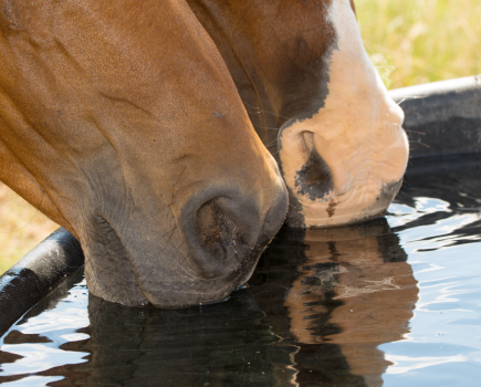 Pictured are the muzzles of two horses drinking water from a tank; water is essential for good horse health which is why a soaked feeds such as Fast Fibre Horse Feed is such a good thing to feed