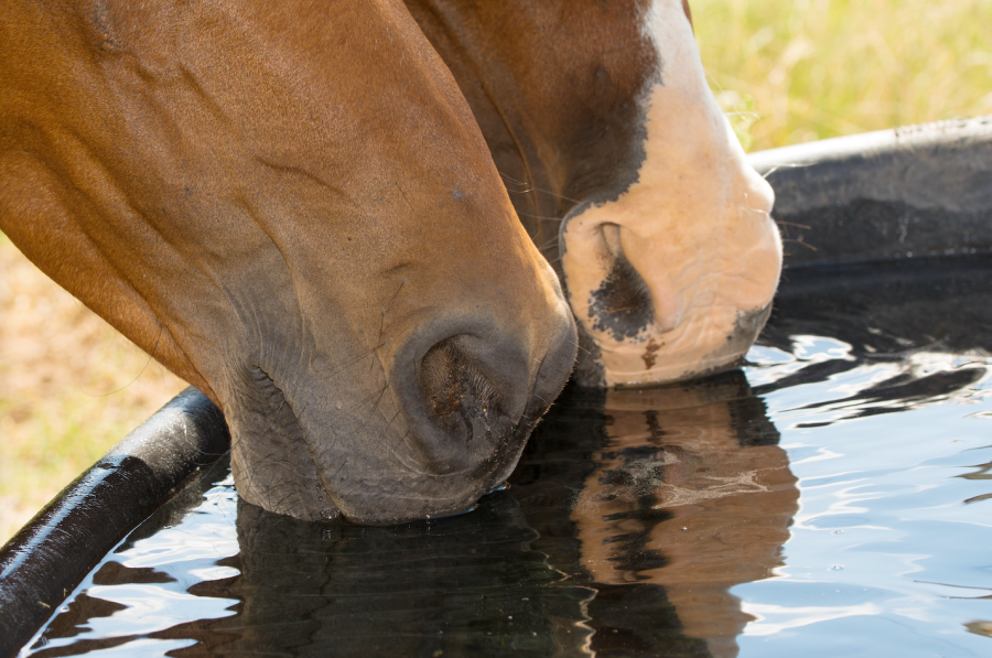 Pictured are the muzzles of two horses drinking water from a tank; water is essential for good horse health which is why a soaked feeds such as Fast Fibre Horse Feed is such a good thing to feed