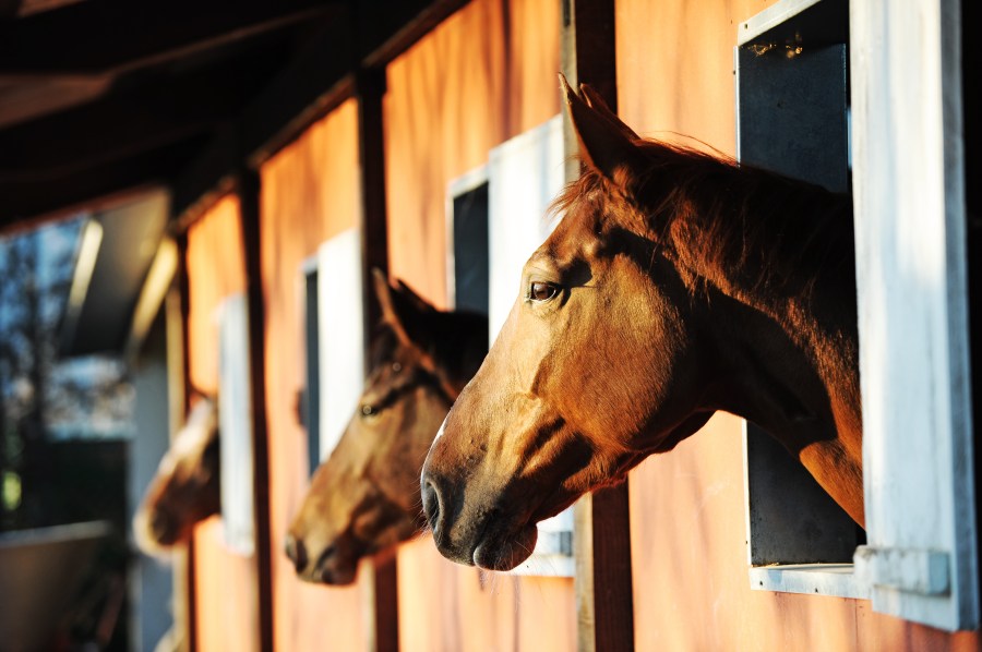 Pictured are three horses looking out over their stable doors