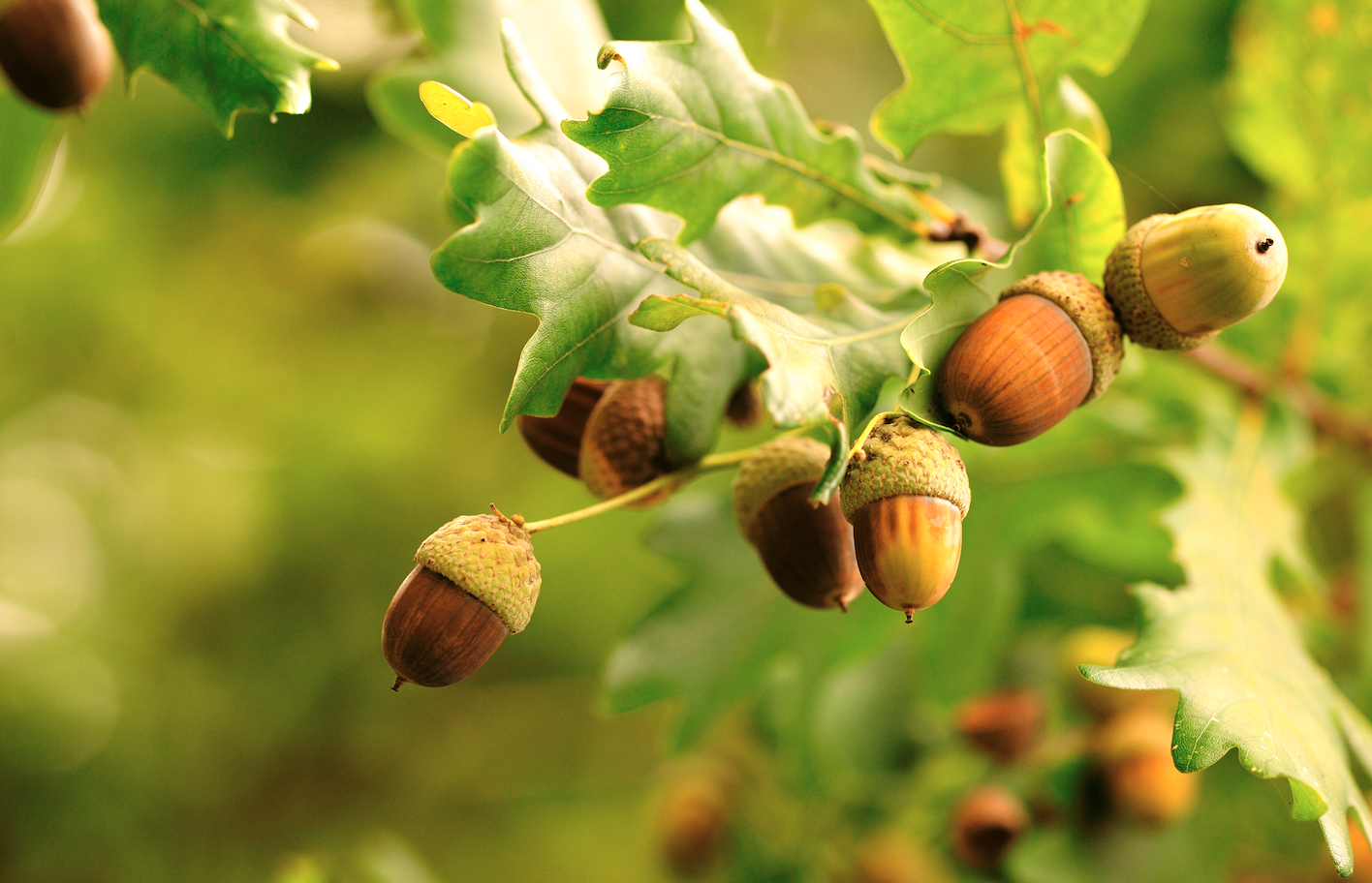 Poisonous plants for horses: could you spot these in your field?