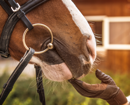 Pictured is a close up view of a horse's mouth, sideways on, showing the ring of a snaffle bit