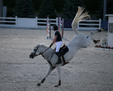 Pictured is a grey horse bucking with a rider on board while competing in a showjumping event