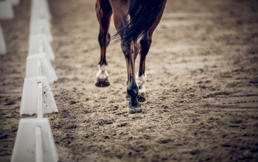 Pictured is a close up of a horse trotting in a dressage arena; riding in draw reins for horses is a controversial topic