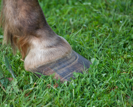 Pictured is a horse hoof in grass: laminitis in horses is a painful and debilitating hoof disease