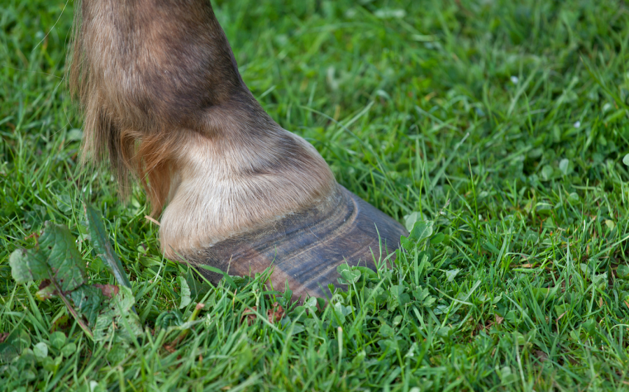 Pictured is a horse hoof in grass: laminitis in horses is a painful and debilitating hoof disease